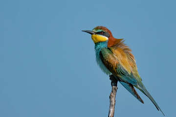 The European bee-eater (Merops apiaster)