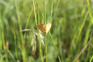 butterfly on grass