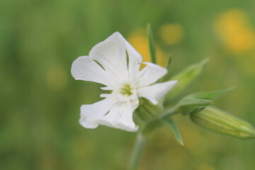 close up of white flowers
