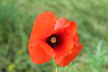 red poppy in a field