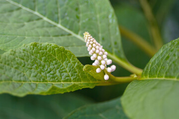 White flowers and green leaves of Phytolacca acinosa grass. Indian pokeweed after the rain. Closeup.