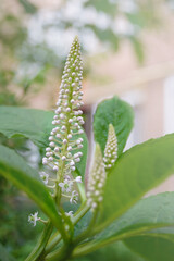 White flowers and green leaves of Phytolacca acinosa grass. Indian pokeweed after the rain.