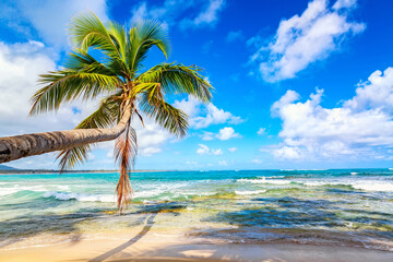 Fototapeta na wymiar Palm tree on the wild tropical beach in Dominican Republic. Vacation travel background