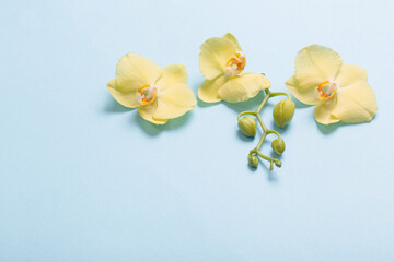 yellow orchids on blue paper background
