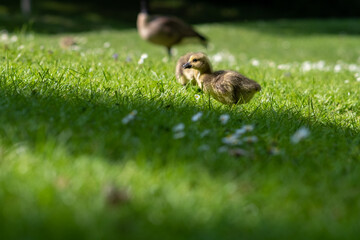 Obraz premium Duckling on the green grass