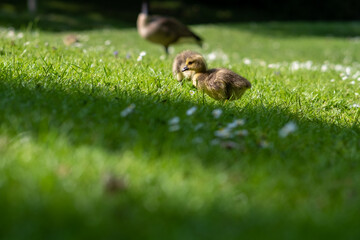Duckling on the green grass