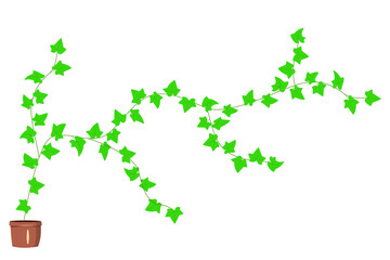 Hedera vector isolated flat stock image on white background. Potted potted ivy for interior design