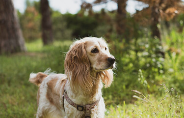 cocker spaniel dog