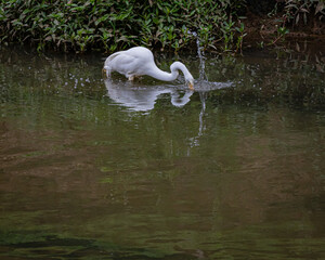 A great egret fishing and splashing water all around (1/4)