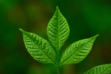 Three green leaves of a tree on a green background.