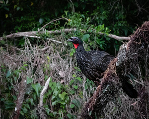 A big red-eyed bird watching over its territory