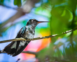 A tiny hummingbird looking after its kingdom