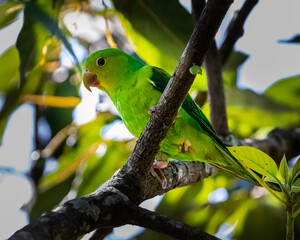 A parakeet almost invisible at plain sight