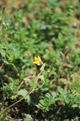Flores y vegetaci&oacute;n en el parque en primavera