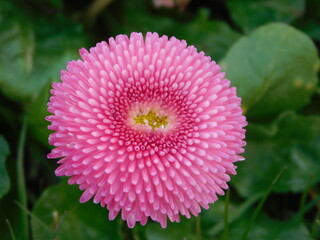 pink flower