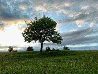 Fototapeta na wymiar Landscape photography of tree with dramatic cloud in background