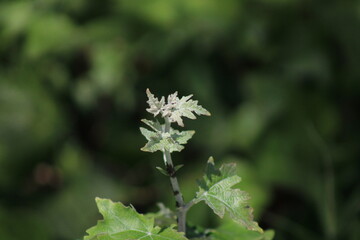 Flores y vegetación en el parque en primavera