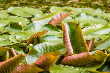 Leaves and blooming flowers of the bar water lily 