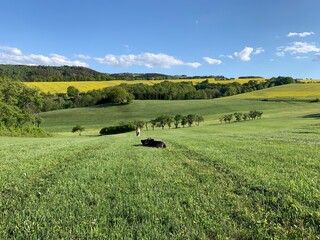 landscape with cows