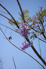 Flores y vegetación en el parque en primavera