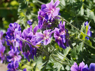 Géranium magnificum ou bec de grue à inflorescence spectaculaire en cymes bleu-violet soutenu et large feuillage vert franc du géranium vivace magnificum 