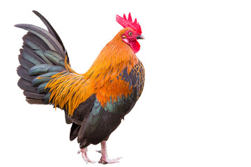 Colorful Bantam Rooster Isolated on White Background