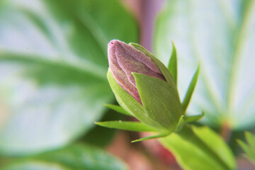 close up of a pink flower