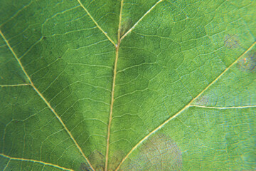 green leaf texture