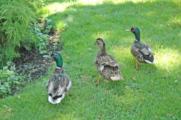 Le parc des Capucins, Coulommiers, Seine-et-Marne, Ile-de-France, Europe : canards colvert.