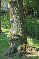 Le parc des Capucins, Coulommiers, Seine-et-Marne, Ile-de-France, Europe. : tronc d'arbre tr&egrave;s tortueux.