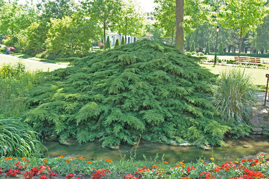 Le parc des Capucins, Coulommiers, Seine-et-Marne, Ile-de-France, Europe : juniperus ou genévrier commun.