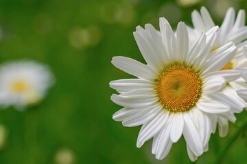 White chamomile on a background of meadows of green leaves.