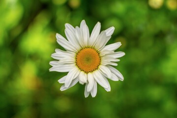 Fototapeta premium White chamomile on a blurred background