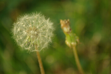 Dandelion on green background