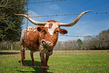 Longhorn Cow Chewing on Grass Inside Barbed Wire Enclosed Pasture