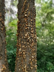 Dried leaves slid on a tree