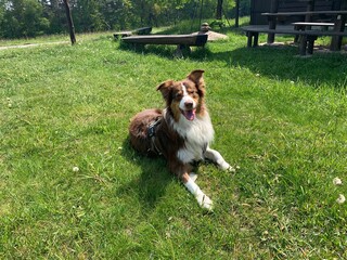 border collie dog