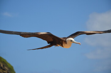 Audubon's shearwater (Puffinus lherminieri), Fernando de Noronha, Brazil