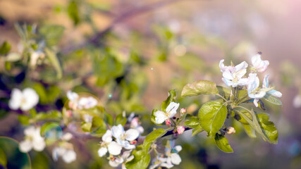 Apple blossom flowers in spring, blooming on young tree branch. Spring blossom background. Large branch with white apple tree flowers in full bloom. Springtime