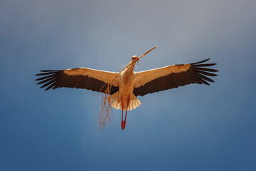 White stork (Ciconia ciconia) flying and entering the nest at sunset, Alfaro city, Spain