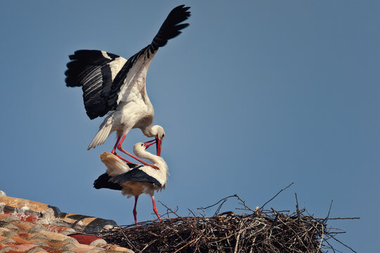 White storks (Ciconia ciconia) copulating at sunset, on the roof of the collegiate church of San Miguel de Alfaro, Spain