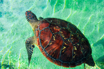 Green sea turtle  an endangered species to be protected