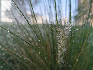 close up of grass