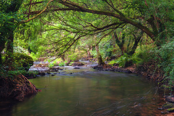 Forest landscape in Verdes refuge, with the Allons river, Galicia, Spain
