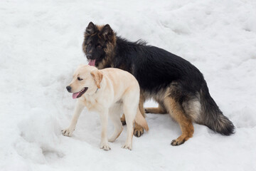 Labrador retriever puppy and long haired german shepherd puppy are playing in the winter park. Pet animals.