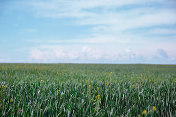 green field and blue sky with clouds