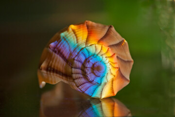 Rainbow of Light on Lightning Whelk Seashell