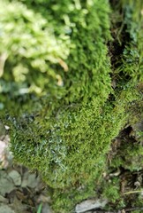 Beautiful green moss on the floor, moss closeup, macro.