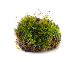 Green forest moss isolated