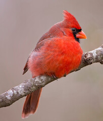 Male Northern Cardinal Fluffed Up on Bare Branch
